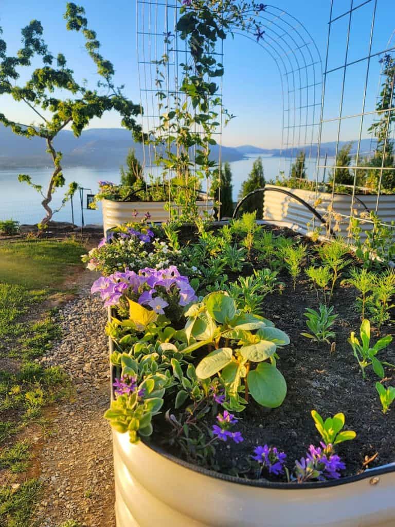 Pretty flowers in raised garden bed with lake in background