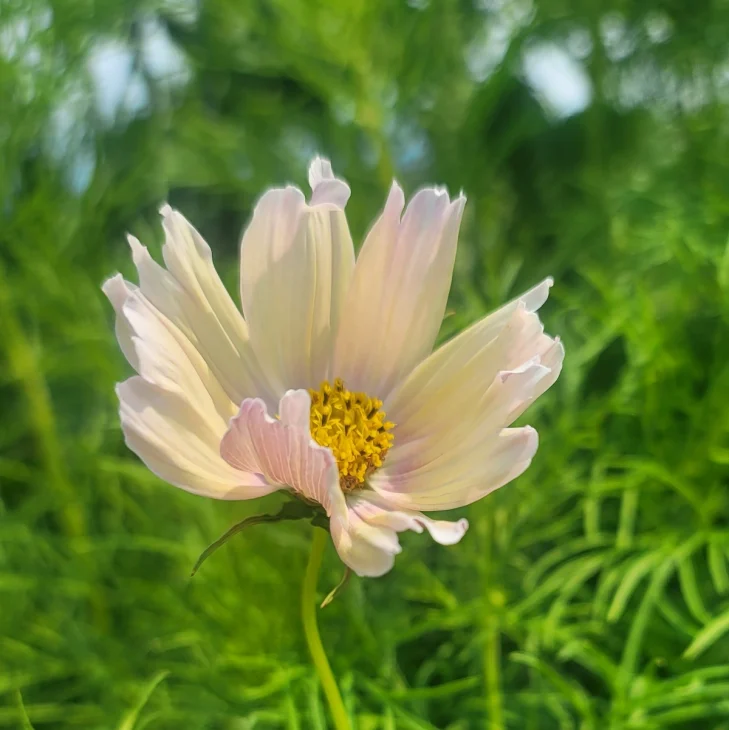 Cosmos apricot lemonade
