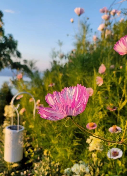 Pink cosmos with lake in the background