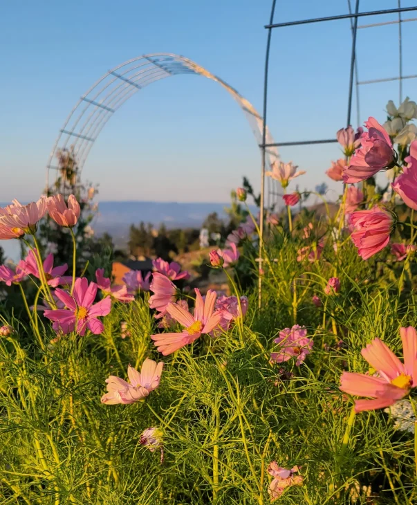 Full planter of Cosmos Apricotta