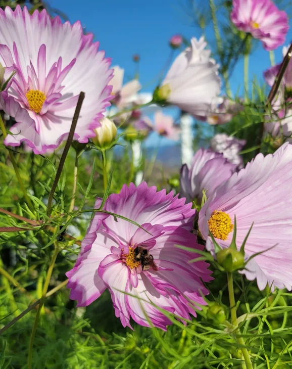 Cosmos with a bumblebee sleeping in the petals