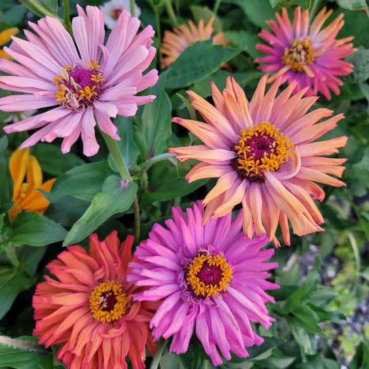 Agave zinnias in pink, coral, orange and hot pink