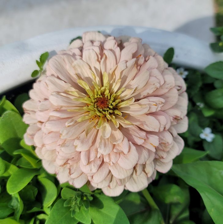 Ballerina Zinnia