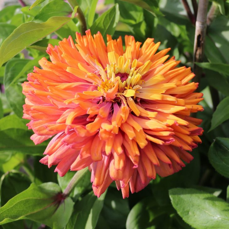 Orange agave zinnia