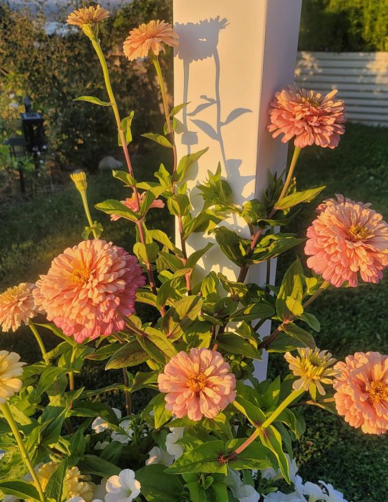 Dawn Creek Blush Zinnias