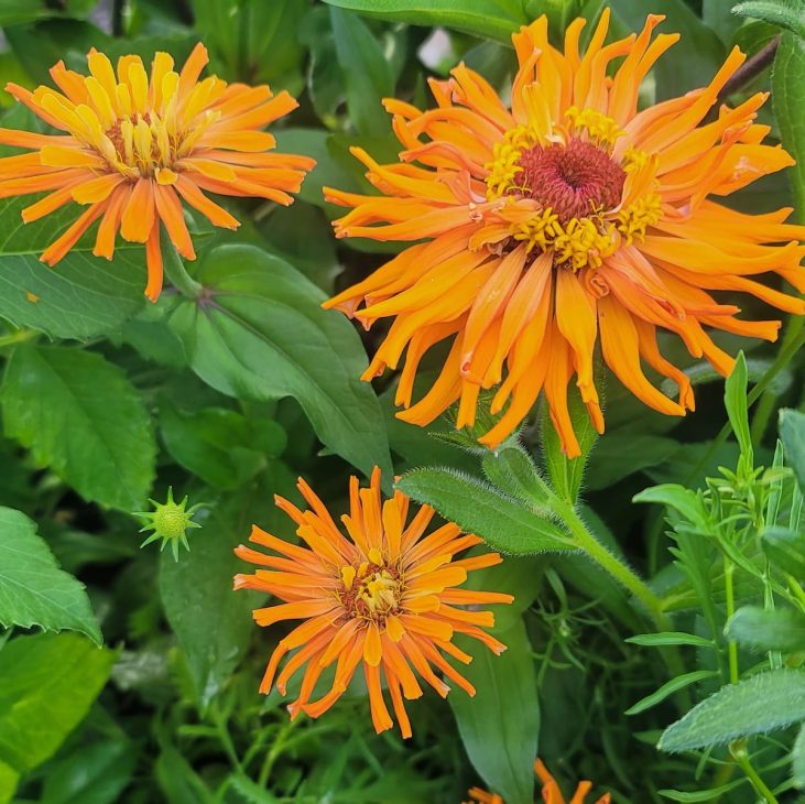 Orange agave zinnias