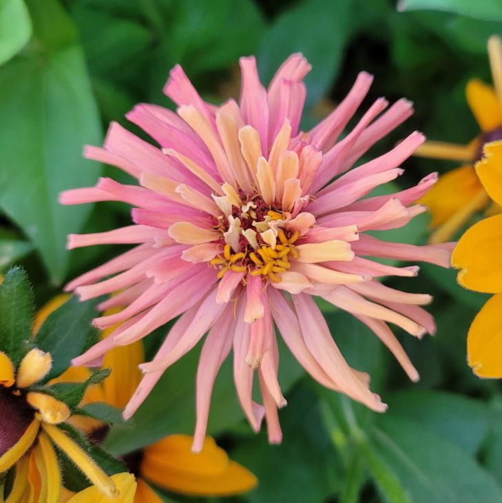 Pink Agave Zinnia