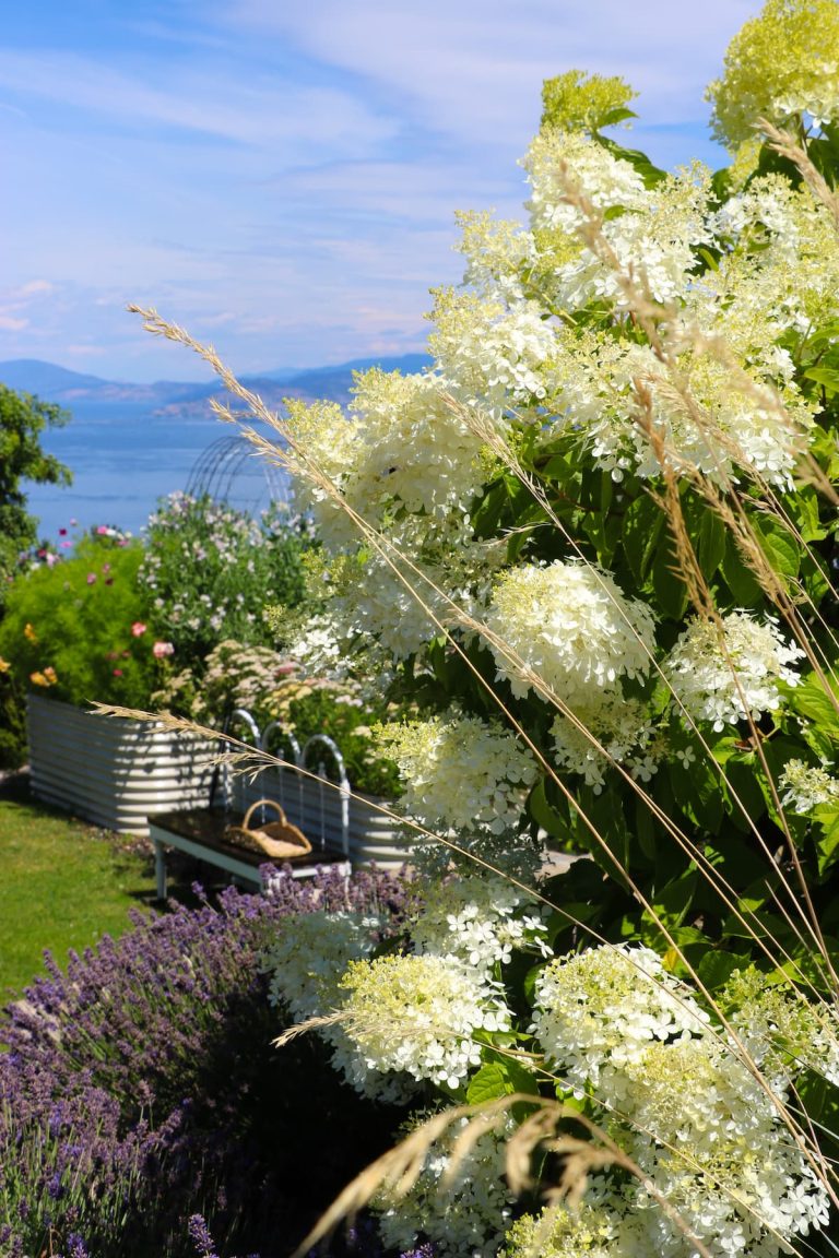 White hydrangea with a flower garden and lake in the background