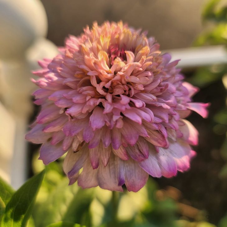 Zinderella lilac zinnia